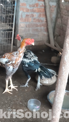 ২টি ফাইটার মোরগ বিক্রয় করা হবে